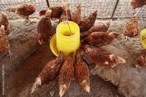 Chicken feeding in farm, livestock farming