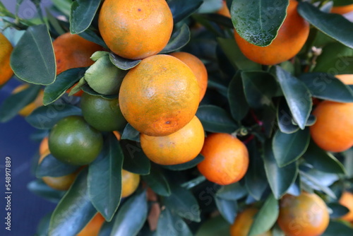 Mandarin Orange fruit plant, fresh fruit on the tree