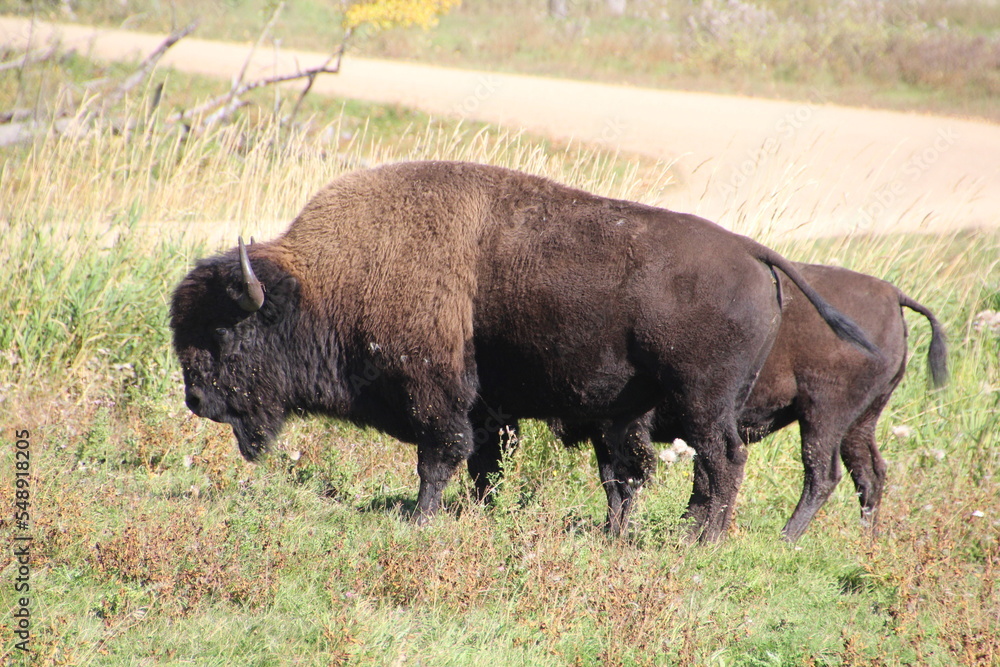 american bison american bison