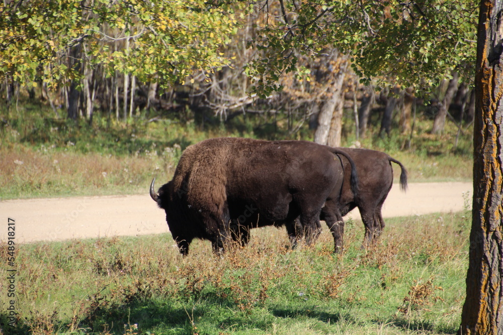 Bison In The Woods, Elk Island National Park, Alberta