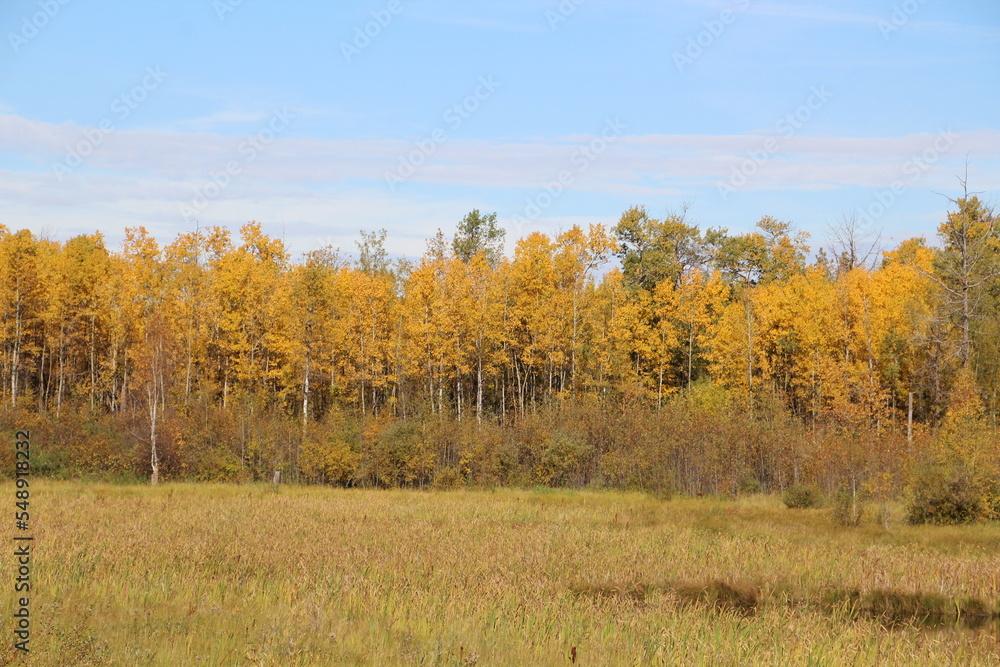 autumn trees in the field, Elk Island National Park, Alberta