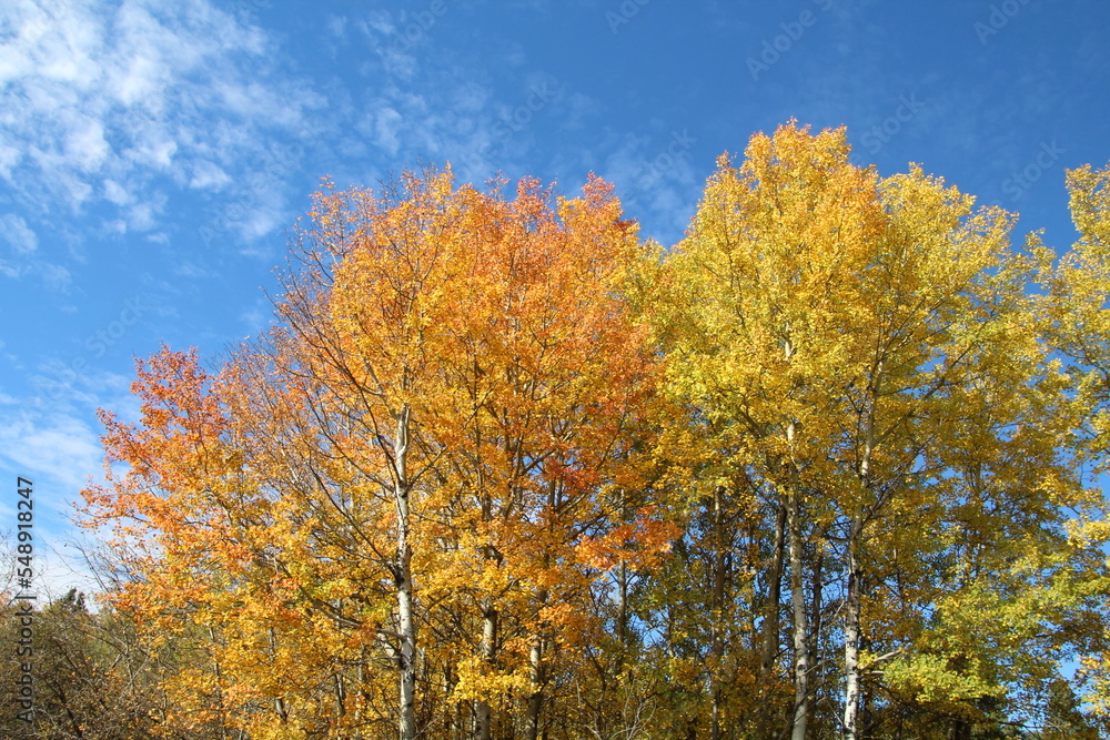 autumn trees, Elk Island National Park, Alberta