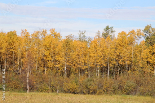 autumn in the park