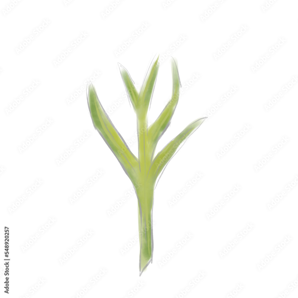 Rosemary sprig, watercolor digital illustration Rosemary sprig, watercolor digital illustration