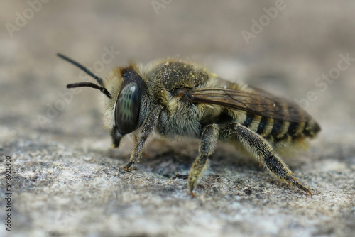 Close up of a female Megachile pilidens sitting in a stone