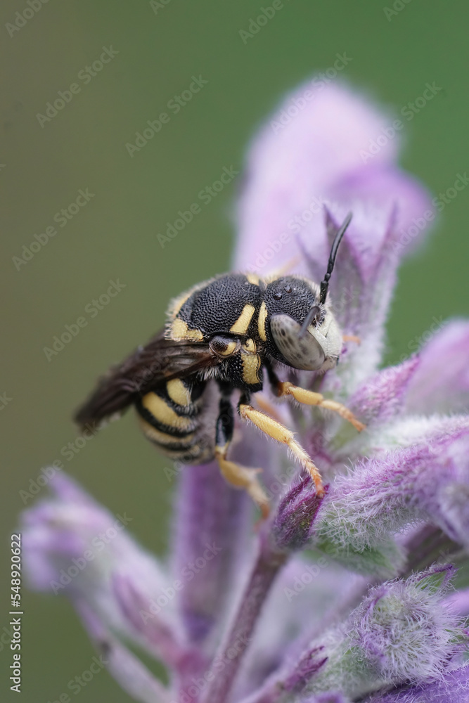 Vertical closeup on the European Yellow rotund resin bee, Anthidiellum strigatum Vertical closeup on the European Yellow rotund resin bee, Anthidiellum strigatum