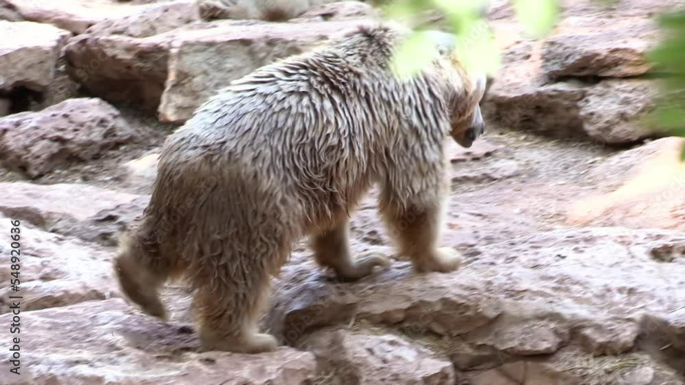 Syrian brown bear walking on rocks, Israel
As known as Ursus arctos syriacus or Ursus arctos arctos, Israel, 2022
Syrian brown bear walking on rocks, Israel
As known as Ursus arctos syriacus or Ursus arctos arctos, Israel, 2022