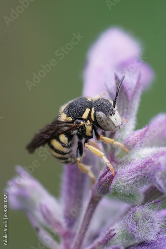 Vertical closeup on the European Yellow rotund resin bee, Anthidiellum strigatum photo