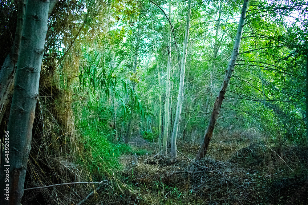 Fototapeta premium Forest at Sunset