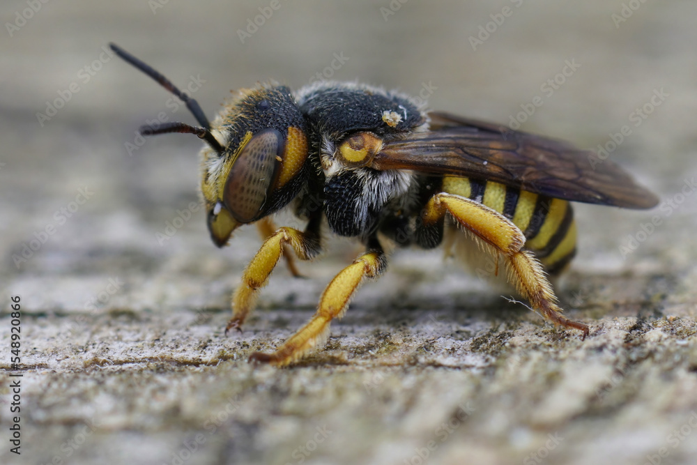 Closeup on a female of the Grohmann's Yellow-Resin Bee, Icteranthidium grohmanni Closeup on a female of the Grohmann's Yellow-Resin Bee, Icteranthidium grohmanni