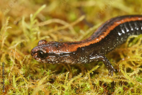 Closeup on a juveile of the endangered Del Norte Salamander , Plethodon elongatus, in North California