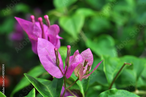 Closeup of Bougainvillea flower with green leaves