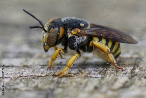 Closeup on a female of the Grohmann's Yellow-Resin Bee, Icteranthidium grohmanni