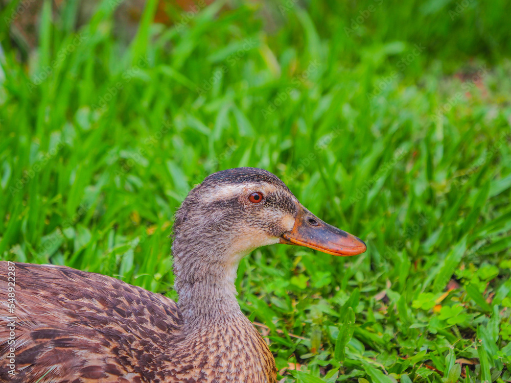 A brown-feathered duck standing on the green grass, use a close-up shot to capture its eye. A brown-feathered duck standing on the green grass, use a close-up shot to capture its eye.