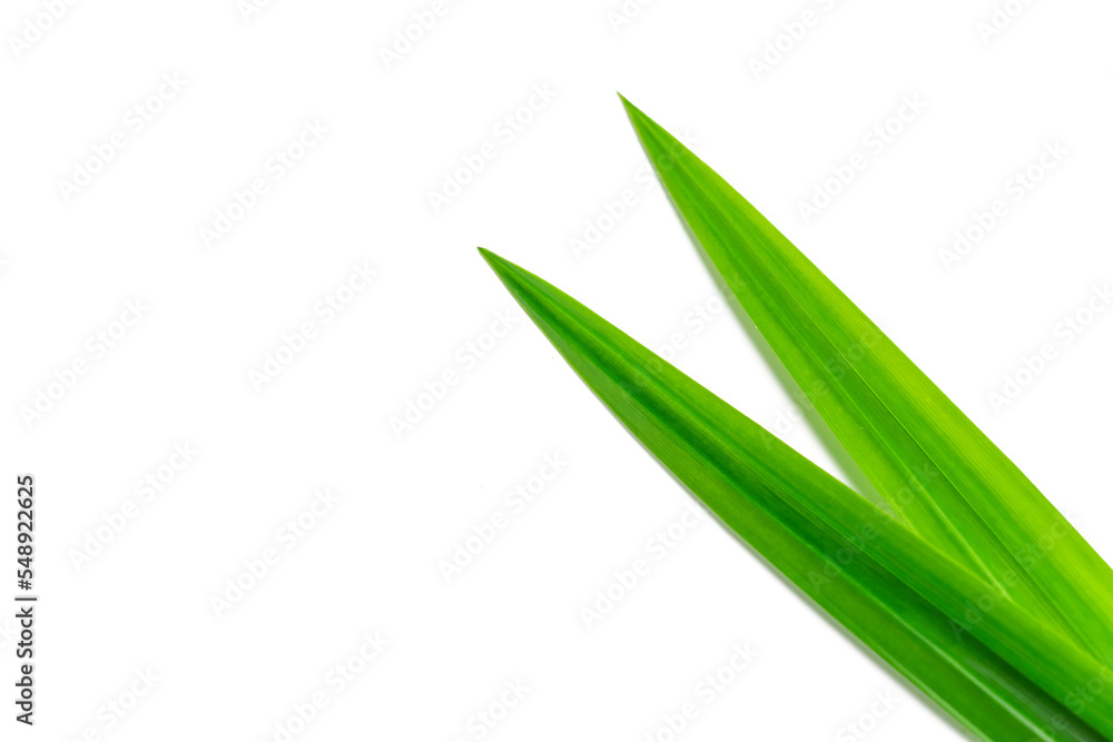 fresh green pandan leaves isolated on white background fresh green pandan leaves isolated on white background