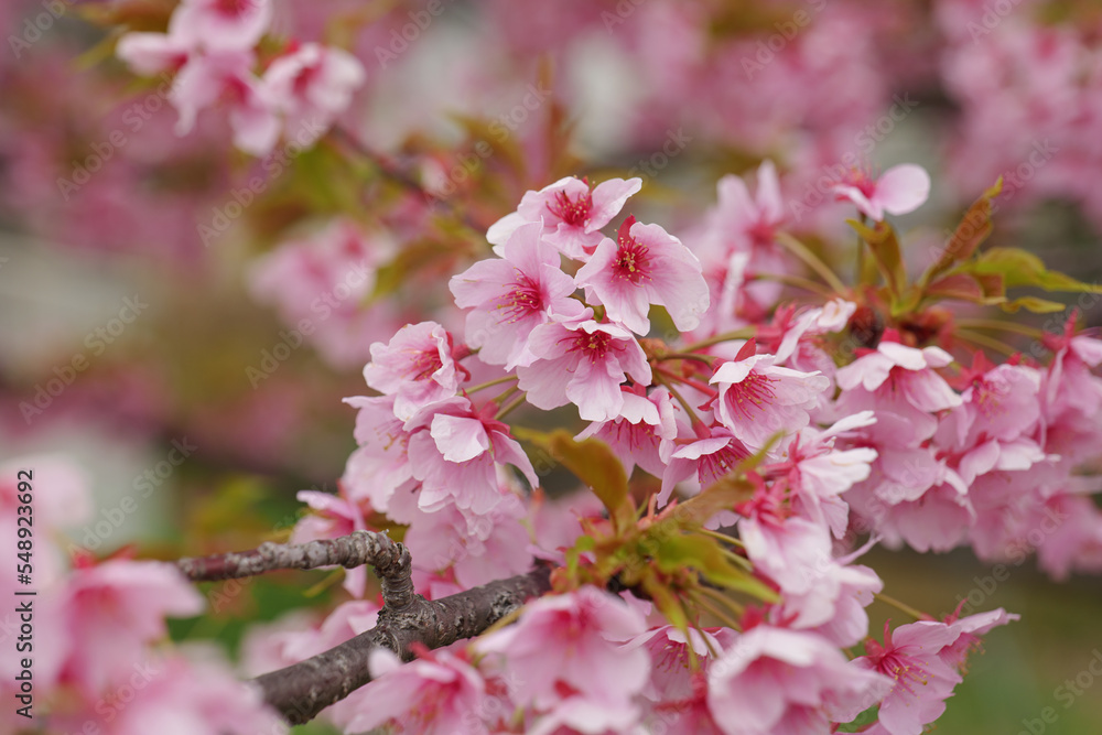 Kawazu-zakura in full bloom with beautiful pink blossoms on a rainy spring day. Kawazu-zakura in full bloom with beautiful pink blossoms on a rainy spring day.