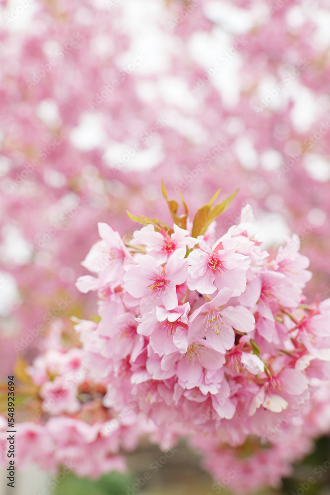 Kawazu-zakura in full bloom with beautiful pink blossoms on a rainy spring day. Kawazu-zakura in full bloom with beautiful pink blossoms on a rainy spring day.
