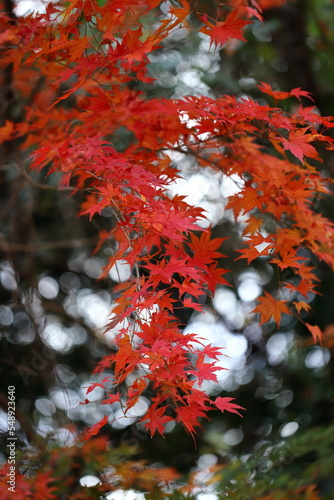 紅葉