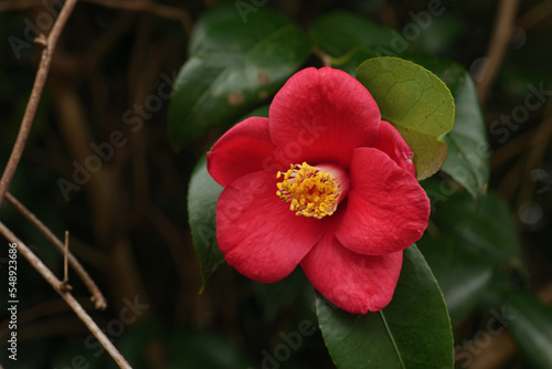 Canvastavla Camellia japonica with beautiful red flowers on a rainy spring day