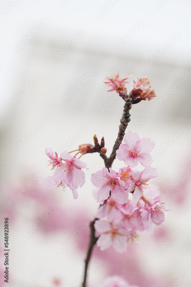 Kawazu-zakura in full bloom with beautiful pink blossoms on a rainy spring day. Kawazu-zakura in full bloom with beautiful pink blossoms on a rainy spring day.