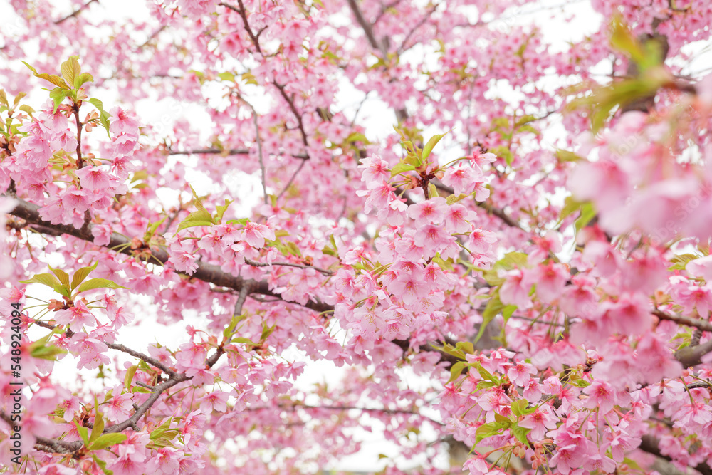 Kawazu-zakura in full bloom with beautiful pink blossoms on a rainy spring day.