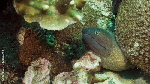 Wallpaper Mural Close up of green moray eel Gymnothorax funebris in coral underwater in the ocean while scuba diving  Torontodigital.ca