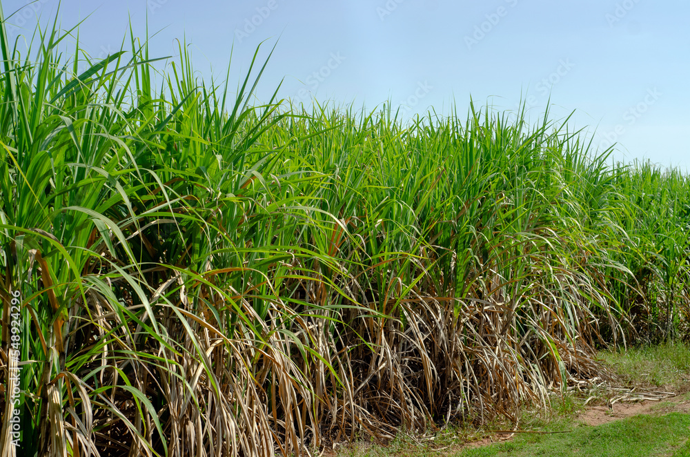 Fototapeta premium sugar cane field, sugarcane in the field growing