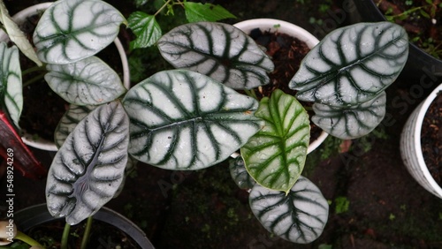 Group of Keladi tengkorak or Alocasia Silver Dragon on the day light at the natural garden. Commonly known as Alocasia baginda. Dragon Scale Alocasia is a mystical-looking plant. photo