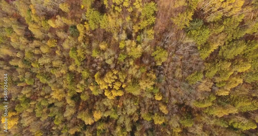 View from above. Bikin National Park in autumn. The camera rises above the yellow autumn trees. Picturesque autumn in the taiga. View from above. Bikin National Park in autumn. The camera rises above the yellow autumn trees. Picturesque autumn in the taiga.