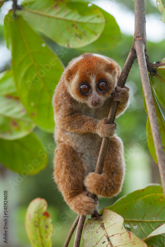 Fotografie nycticebus borneanus, nocturnal animal