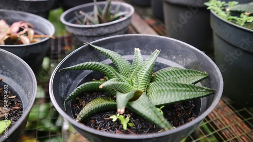 Haworthia limifolia or Fairy washboard on the black pot in the garden. succulent plant that forms compact stemless rosettes dark green with undulate transverse ridges on both surfaces. photo