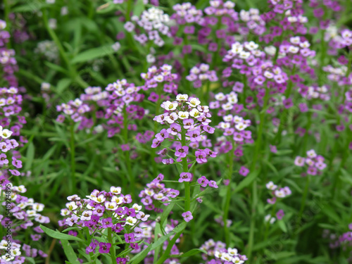 Close up of Lobularia maritima or Alyssum maritimum plant with purple flower in summer day.