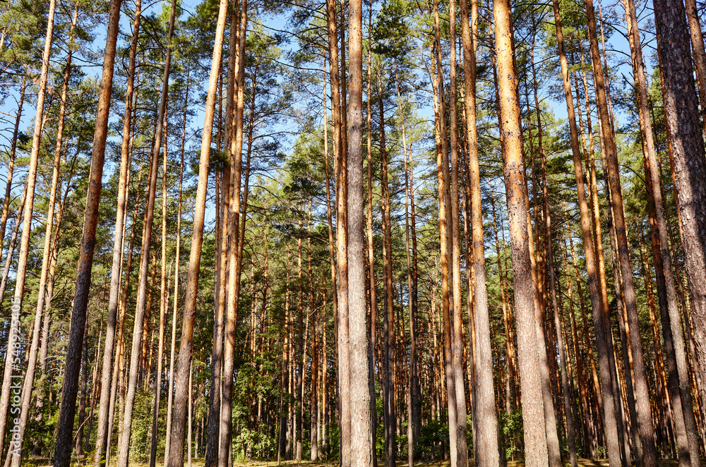 Pine tree forest. Beautiful summer forest on a summers day Pine tree forest. Beautiful summer forest on a summers day