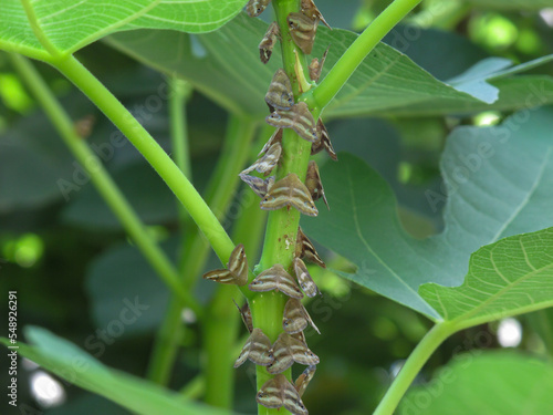Close up of Fig tree pest in summer. Insects on the trunk of a fig tree.