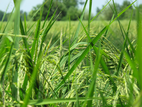Green rice farm in summer. Detailed view of the green rice.