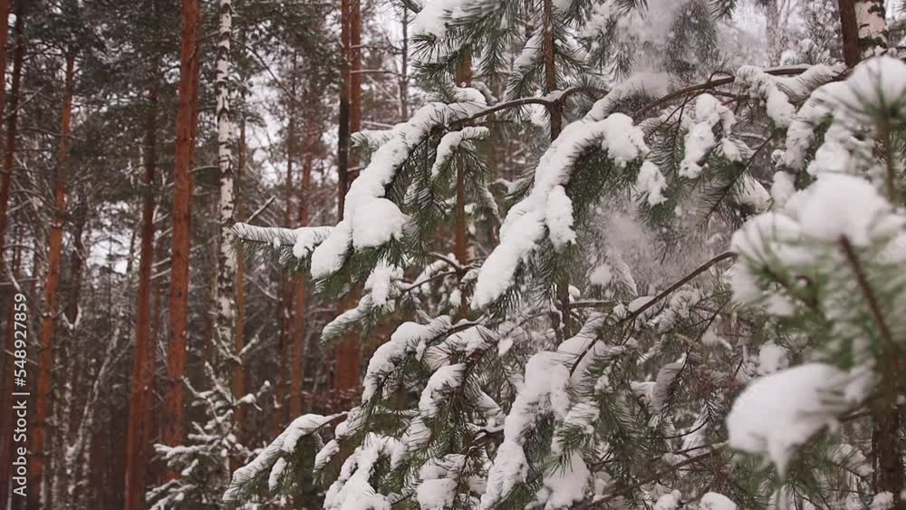 In slow motion, snow is falling from the branches of fir trees. Fairytale winter weather concept. Joyful New Year, Christmas mood. Video, footage for the background, intro, titles. Full HD In slow motion, snow is falling from the branches of fir trees. Fairytale winter weather concept. Joyful New Year, Christmas mood. Video, footage for the background, intro, titles. Full HD