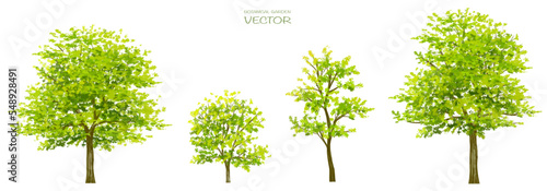  Vector set of tropical green tree side view isolated on white background for landscape and architecture drawing, elements for environment and garden in Spring 