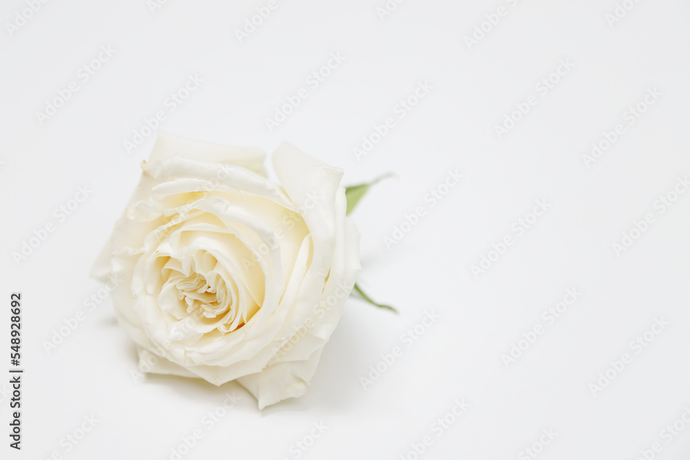 white Roses on white background white Roses on white background