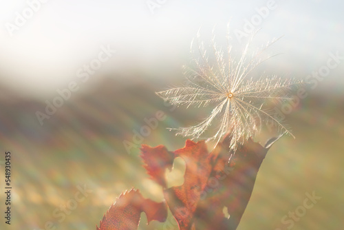 ケサランパサラン / Angel Hair
幸運もたらす謎の生物として江戸時代から民間伝承のあるケサランパサランです。