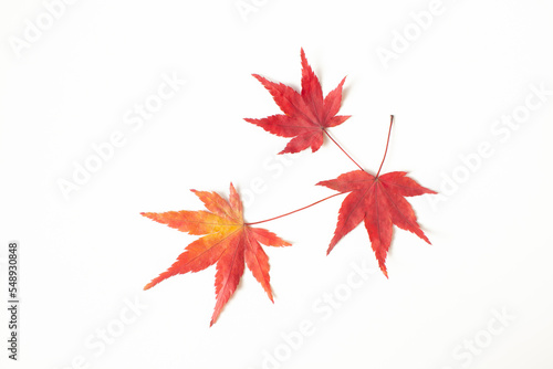 秋の落ち葉のフレーム