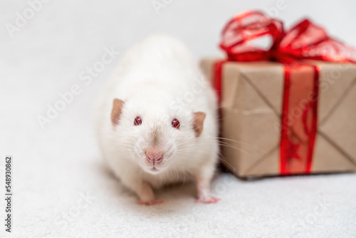 White rat gift. The rat sits on a white carpet with a gift box with a red ribbon.