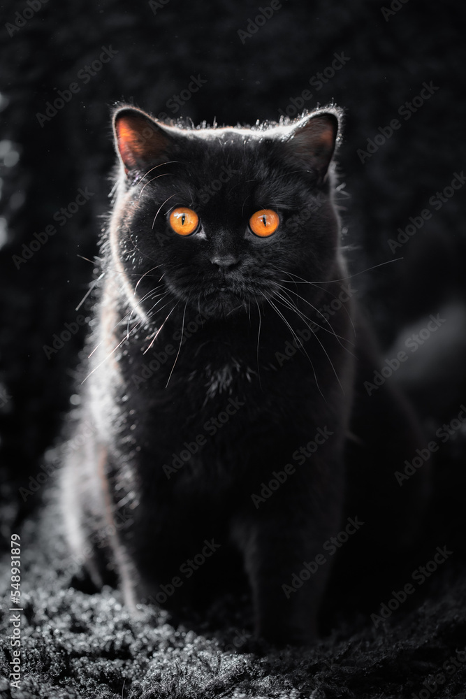 Schwarze Katze im Wohnzimmer auf schwarzer Decke