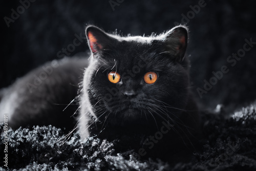 Schwarze Katze im Wohnzimmer - intensive Augen photo