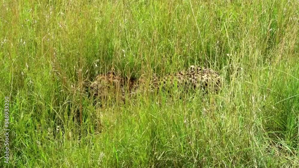 Hidden cheetah breathing deeply on the ground after chasing a prey in Kenya Hidden cheetah breathing deeply on the ground after chasing a prey in Kenya