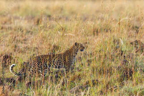 Leopard walking in high grass on the savanna