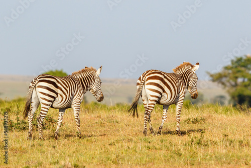Wandering Zebras in the African savannah landscape