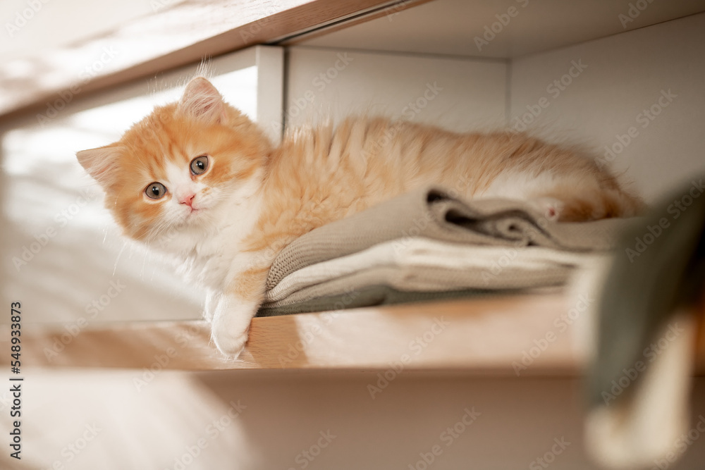 Rotes Kätzchen im Wohnzimmer | Katze im Schrank Rotes Kätzchen im Wohnzimmer | Katze im Schrank