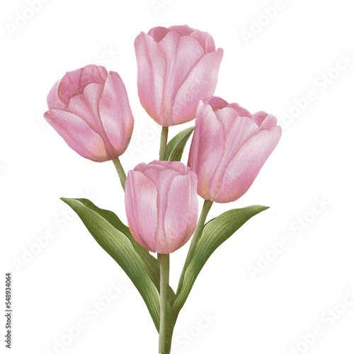 Wallpaper Mural Tulibs watercolor Torontodigital.ca