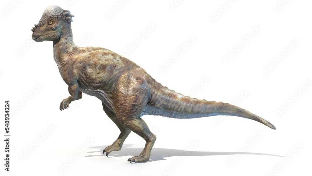 3D Rendered Animation of a Pachycephalosaurus walking 3D Rendered Animation of a Pachycephalosaurus walking
