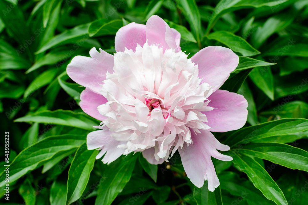 Bush with one large delicate light pink peony flower in direct sunlight, in a garden in a sunny summer day, beautiful outdoor floral background photographed with selective focus. Bush with one large delicate light pink peony flower in direct sunlight, in a garden in a sunny summer day, beautiful outdoor floral background photographed with selective focus.